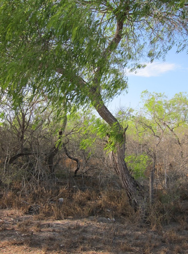 Gnarled Mesquite