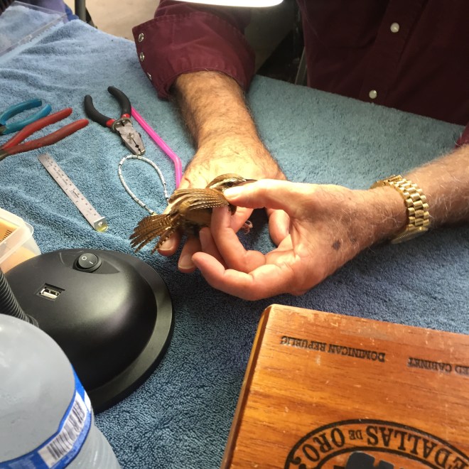 GCBO Bird Banding Closeup