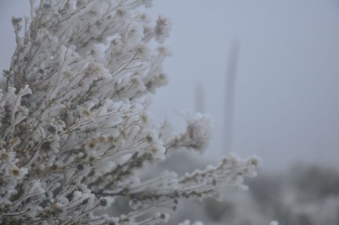 Cold Guadalupe Plants