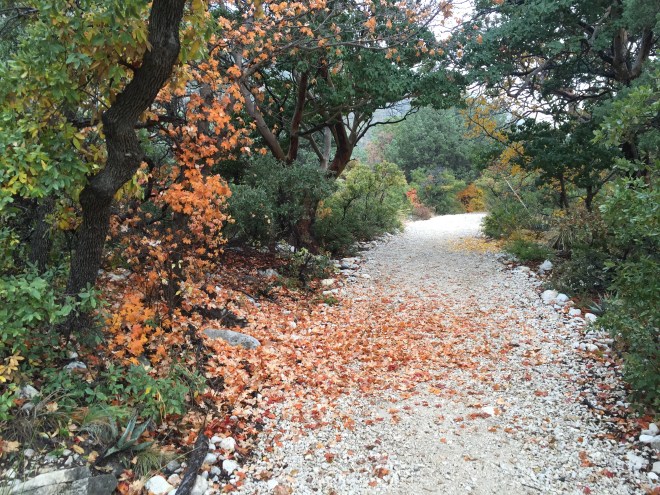 McKittrick Trail Color