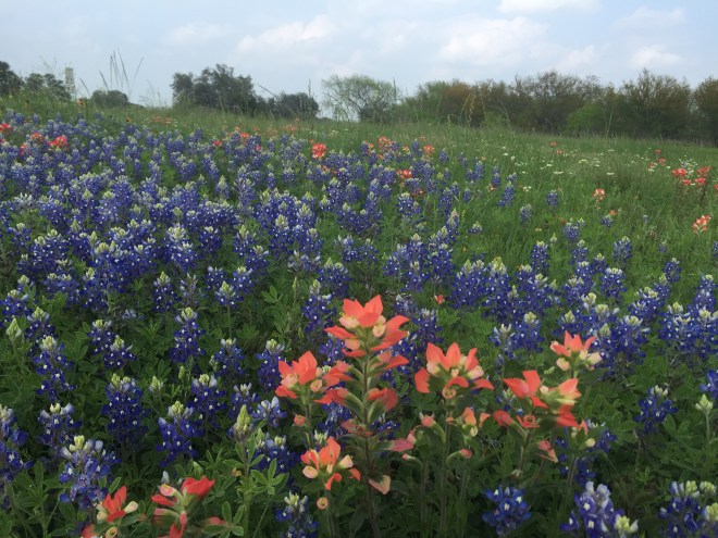 Bluebonnets and Indian Paintbrush