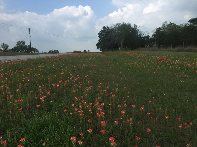Indian Paintbrush Along Road