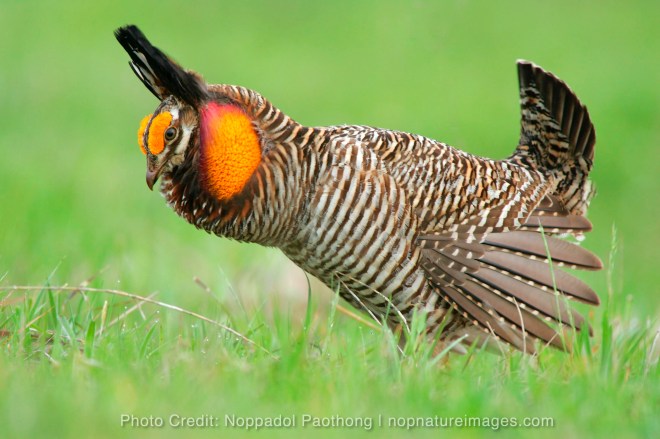 Attwater Prairie Chicken Image
