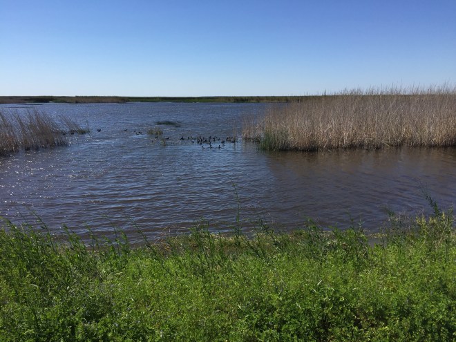 Anahuac Wetlands