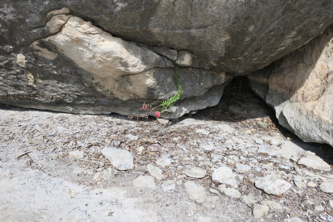 Firecracker Penstemon G