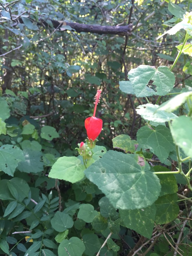 Turk's Cap Flower