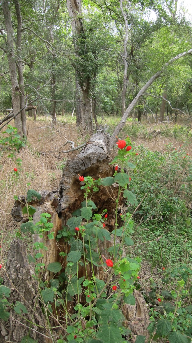Log and Turk's Cap