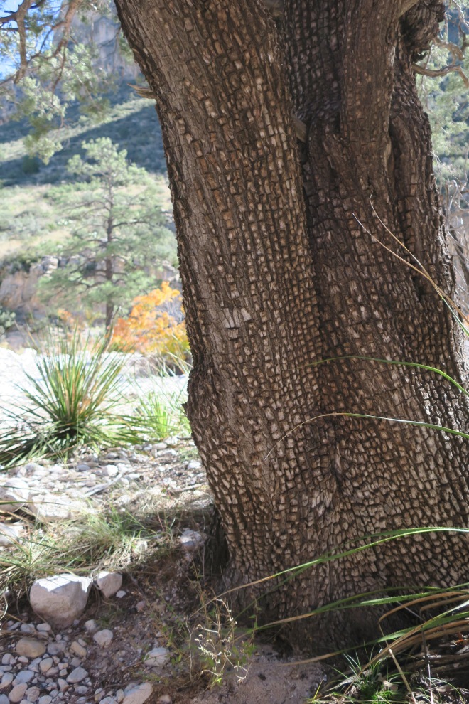 alligator-juniper-mature-trunk