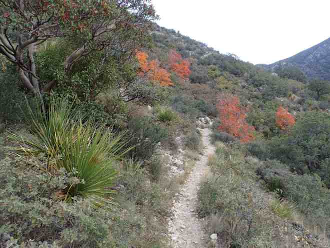 Tejas Trail