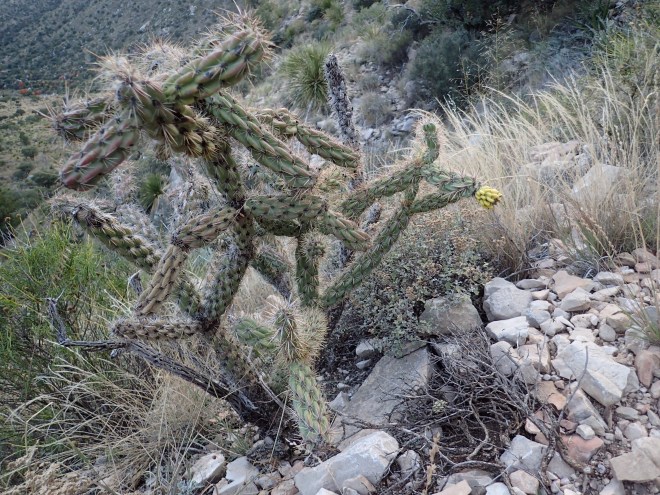 Cholla Cactus A