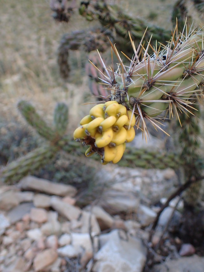Cholla Fruit